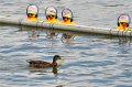 Maschsee13   687